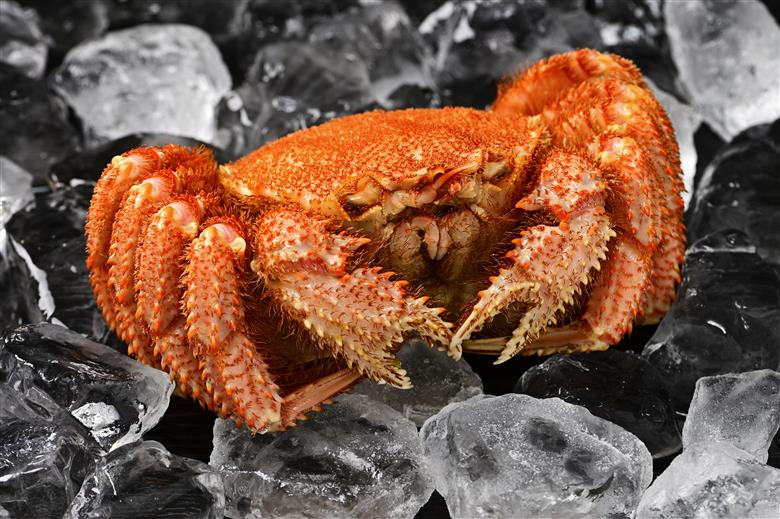 活ゆで毛蟹（2尾×約375ｇ）計750~800g【冷凍】カニ 毛ガニ 蟹 北海道かに 北海道カニ 国産カニ かに 毛蟹 冷凍かに