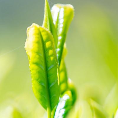 ふるさと納税 筑前町 奥八女星野村 深蒸し高級煎茶(深蒸し茶)100g×2袋(筑前町) |  | 02