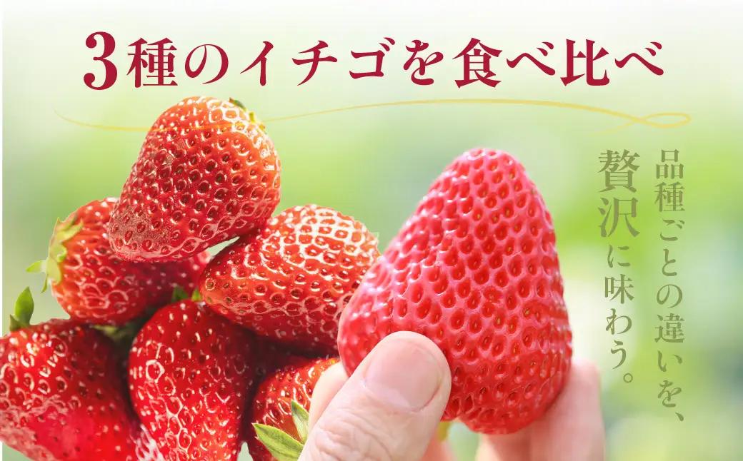 3種いちご食べ比べ 1箱 紅ほっぺ 章姫 苺