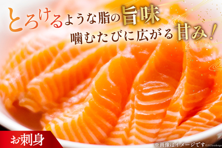 訳あり サーモン 刺身 トロ ハラス  総重量 1.6kg 