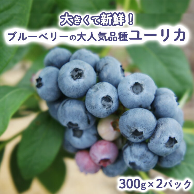 【ふるさと納税】【先行予約】大きくて新鮮！ブルーベリーの大人気品種ユーリカ！300g×2パック ※北海道・沖縄・離島への配送不可 ※2026年5月下旬～6月下旬頃に順次発送予定
