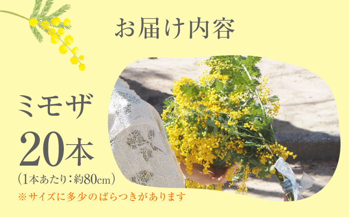 ミモザ 20本 お花 生花 フラワー インテリア 江田島市/田中農園 [XCV001]