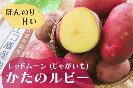 ほのかに甘い かたのルビー (レッドムーン・じゃがいも) 4kg｜野菜 いも じゃがいも 交野市 甘い 赤い皮 産地直送 採れたて 新鮮 [0200]