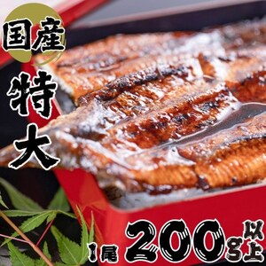 絶品!!国産うなぎ蒲焼き　特大サイズ(約200g)【配送不可地域：離島】【1659583】