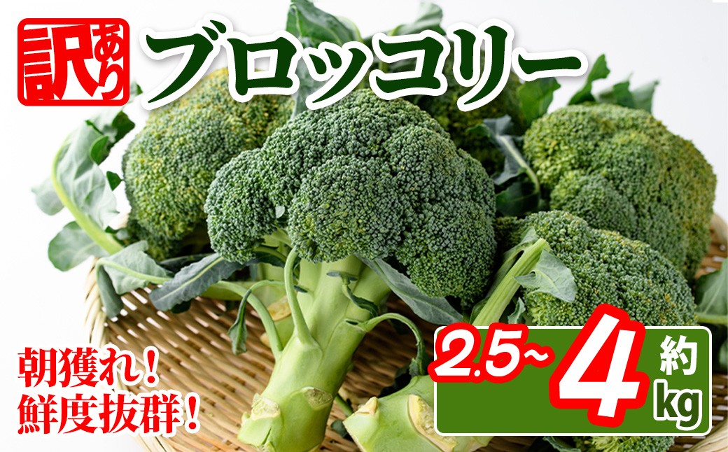 
                  ＜期間限定！2026年2月上旬以降順次発送予定＞＜訳あり・家庭用＞＜選べる容量＞ 香川県産 ブロッコリー 訳あり (約2.5kg・約4kg) ブロッコリー 野菜 農作物 産地直送 【man058・man108】【Aglio nero】
                
