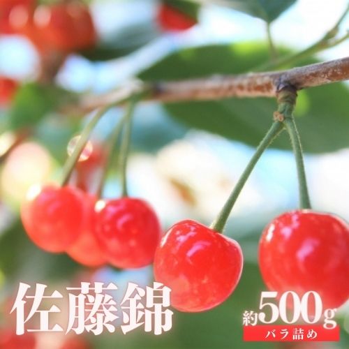 【ふるさと納税】No.2413さくらんぼ「佐藤錦」約500g（バラ詰め）【2025年発送】