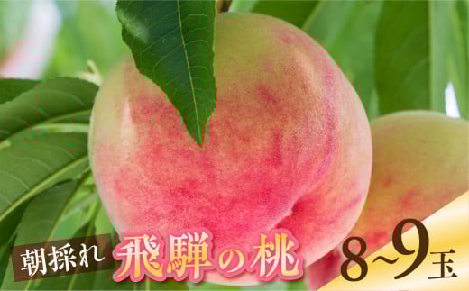 【2026年先行予約】朝採れ飛騨のこだわり桃 秀品 8-9玉  2.5キロ 黒内果樹園  syun71 桃 もも モモ 果物 フルーツ お取り寄せ 飛騨 高レビュー 桃 もも フルーツ くだもの 21000円 もも 先行予約