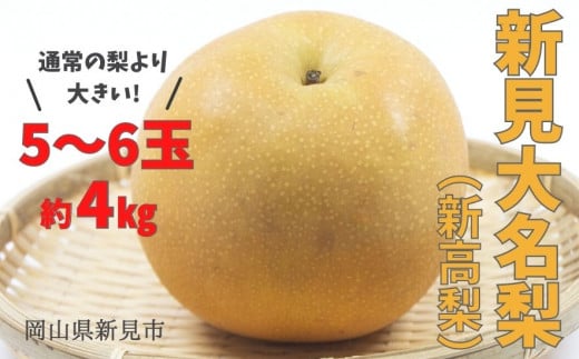新見大名梨(新高梨) 約4kg 5～6玉 【先行予約 2025年10月中旬から順次発送】