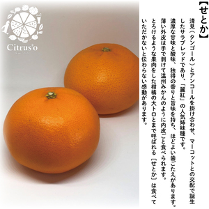 【2026年2月上旬から発送】宮内伊予柑とせとか 2種の柑橘食べ比べセット 4.5kg | せとか セトカ みかん 柑橘 みかん フルーツ みかん 食べ比べ ミカン みかん 蜜柑 柑橘 果物 くだもの