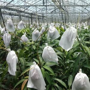 【先行受付・2026年6月から順次発送・特選】喜屋武農園のアーウィンマンゴー2kg(4～5玉)【配送不可地域：離島】【1694607】