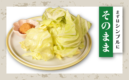 春キャベツ 3～4玉 キャベツ 【2027 先行予約】