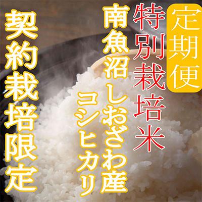 ふるさと納税 南魚沼市 【発送月固定定期便】※特別栽培米8Kg※生産者限定 南魚沼しおざわ産コシヒカリ全3回