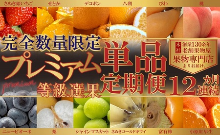 フルーツ定期便 プレミアム等級 苺 葡萄 桃 梨 柿 フルーツ定期便【12ヶ月連続】