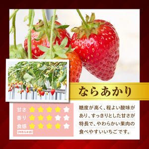 古都華とならあかりの食べ比べセット　1パック×2(1パック15粒) 化粧箱 国産 国産苺 ストロベリー 果物 果実的野菜 フルーツ デザート おやつ 糖度 濃厚 香り 鮮やか 甘い ビタミン 奈良県産