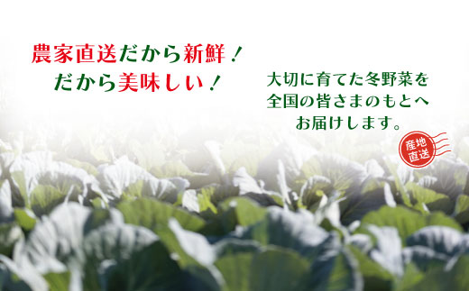 【2回定期便・早期受付・数量限定】＼とれたて新鮮／農家直送！アグリユウベの冬野菜セット（小）【配送月：2025年1月・2月】