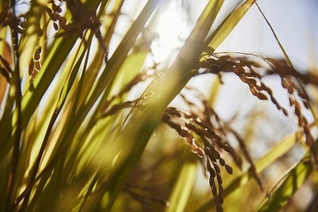 令和7年産 新米：冷めても美味しいヒノヒカリ5分づき10kg