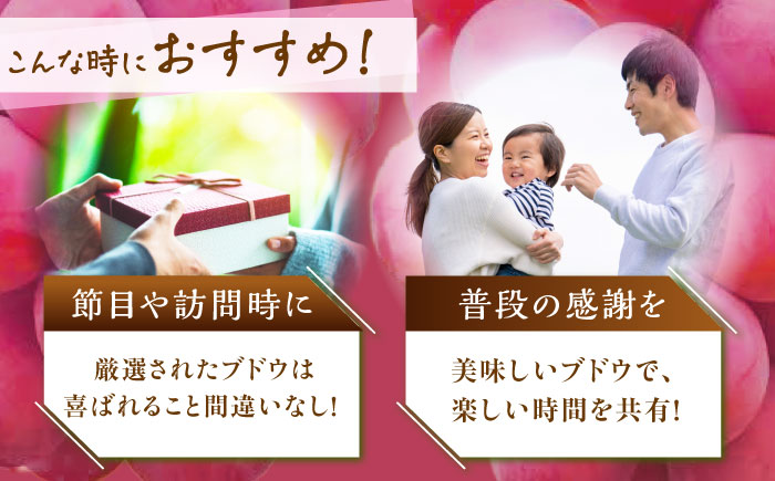 【全3回定期便】【2025年先行予約】【数量限定】【秀品】毎月ぶどうをお届け！イチオシ3品種 各2房 島根県雲南市/ギアファーム [AIAB010]