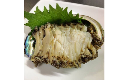 【11月・12月期間限定発送】【先行予約】アワビ5kg（35個前後）※アワビヘラ＆軍手付き