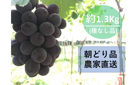 【農家直送（収穫日に発送）】種無し巨峰　◆約1.3ｋｇ（2～3房）