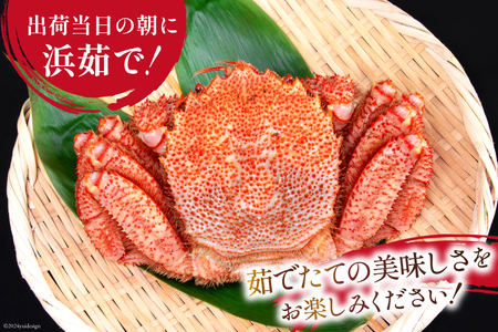 【期間限定発送】かに 三陸産浜ゆで毛ガニ 約500g×2 計1kg [村東商店 宮城県 気仙沼市 20564161] 魚介類 海鮮 三陸産 三陸 カニ 蟹 毛ガニ 毛がに 毛蟹 ボイル 浜茹で 浜ゆで