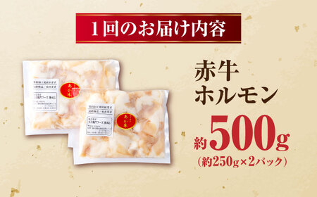 【全12回定期便】 赤牛 ホルモン 500g（250g×2パック） / お肉 肉 牛肉 あか牛 小腸 シロホルモン もつ 熊本県産 冷凍【五右衛門フーズ熊本店】[AYBV039]