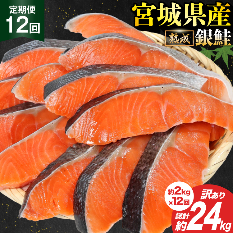 定期便 《12ヶ月連続お届け》 訳あり 宮城県産 熟成 銀鮭 切身 約2kg×12回 計24kg [宮城東洋 宮城県 気仙沼市 20564498] 魚 鮭 海鮮 国産 さけ 鮭 甘口 サケ 鮭切身 シャケ 切り身 冷凍 おかず 弁当 支援 事業者支援 サーモン