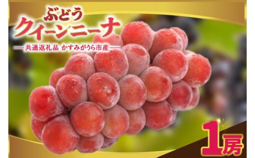 クインニーナ1房 ＜2026年9月より順次発送＞ (県内共通返礼品:かすみがうら市産)  甘い フルーツ 果物 くだもの ぶどう ブドウ 葡萄 甘い 新鮮 季節限定  秋 期間限定 旬 旬の果物 季節の果物 茨城(BR158)