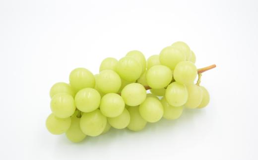 【訳あり】【数量限定】土屋さんのシャインマスカット（４～５房程度・２ｋｇ～２．２ｋｇ）　訳あり 訳アリ シャイン マスカット フルーツ 果物 くだもの やまなし 山梨 ぶどう ブドウ 葡萄 規格外 産地直送