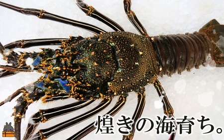 新鮮なまますぐ冷凍!!徳之島産冷凍“特大”伊勢海老1尾（1.5kg以上） （ 伊勢えび イセエビ 伊勢えび 伊勢エビ えび エビ 海老 鍋 ご馳走 海の幸 料理 焼き 人気 海産物 家族 正月 お祝い