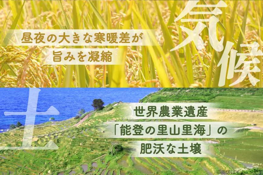 【期間限定発送】 米 定期便 コシヒカリ 白米 5kg 12回 総計 60kg