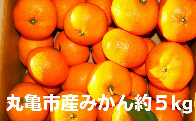 
            【先行予約】みかん 約5kg 約10kg 柑橘 ミカン 蜜柑 オレンジ 果物 くだもの フルーツ 果実 ギフト 贈答用 プレゼント 11月～ 順次発送 香川県 丸亀市
          