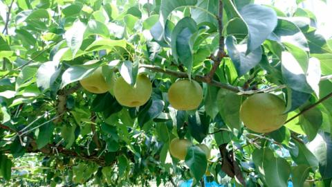 【先行予約】 茨城県産 梨 幸水 約5kg 6玉～12玉 (茨城県共通返礼品 かすみがうら市)  (2024年8月上旬発送開始） 産地直送 久保田果樹園 フルーツ 甘い 直送 [DH001sa]