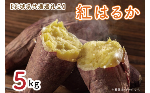 【先行予約】【茨城県共通返礼品】さつまいも 紅はるか 5kg（水戸市・ひたちなか市・鹿嶋市・行方市・大洗町産）（KCM-17）