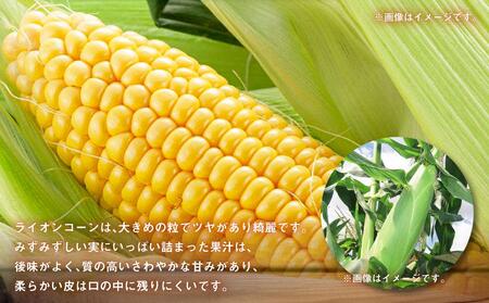 【先行予約】あさひやま動物園ライオンコーン約4kg(ゴールドラッシュ10本)2024年8月下旬～発送開始予定
