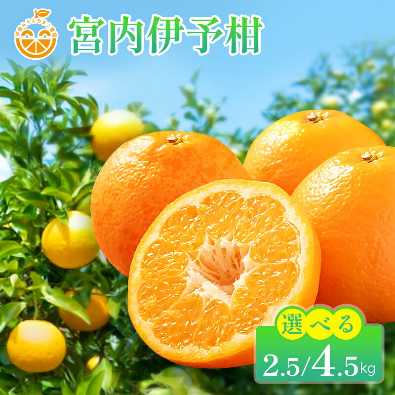 【ふるさと納税】 中島産 宮内伊予柑 約2.5kg / 約4.5kg 中島みかんのまこ農園 【2027年1月上旬頃から順次発送】 | いよかん 伊予柑 柑橘 みかん ミカン フルーツ 果物 くだもの 愛媛県 松山市
