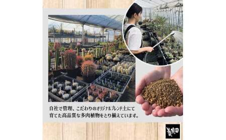 【39-01】 養庄園 ワクワク多肉植物 陶器入りセット