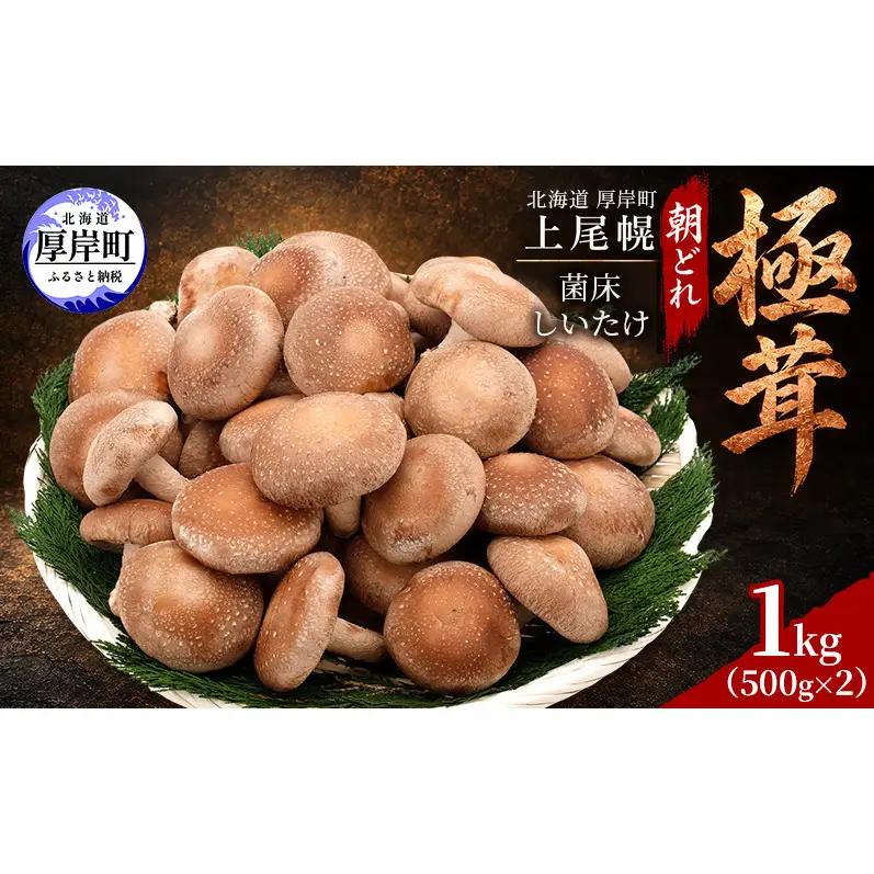 椎茸 北海道 厚岸町 上尾幌 朝どれ 菌床 しいたけ 「極茸」1kg（500g×2） 【上尾幌きのこ生産協同組合】[ きのこ キノコ 新鮮 肉厚 贈答用 国産  品評会で金賞受賞 ]