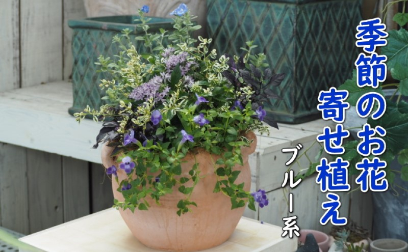 
植物 寄せ植え 季節のお花 ブルー系 つぼ丸型 25cm ガーデニング 花 配送不可：北海道、沖縄、離島
