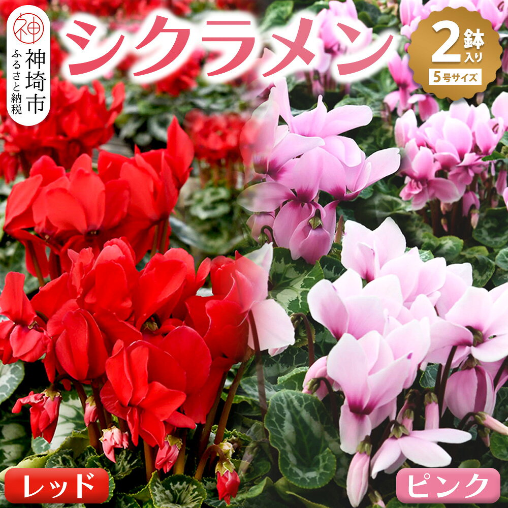 【ふるさと納税】【先行受付11月20日より発送 数量・ 季節限定】鉢花 シクラメン レッド・ピンク 5号鉢×2鉢 【鉢花 シクラメン 冬のギフト ふるさと納税】(H069110)