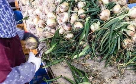 新玉ねぎ　淡路島南あわじ市 3kg 早生　◆配送4月下旬～5月下旬