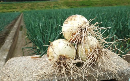 【前田青果】淡路島産　新玉ねぎ10kg　◆配送４月末頃～