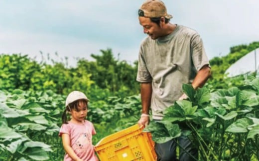 訳あり とうもろこし 計 10本 約 4 ～ 5kg おまかせ 雪の妖精 ミルフィーユ 訳アリ 訳有 朝採り とれたて トウモロコシ 先行予約 2026年6月発送 コーン 新鮮 ジューシー 甘い 美味