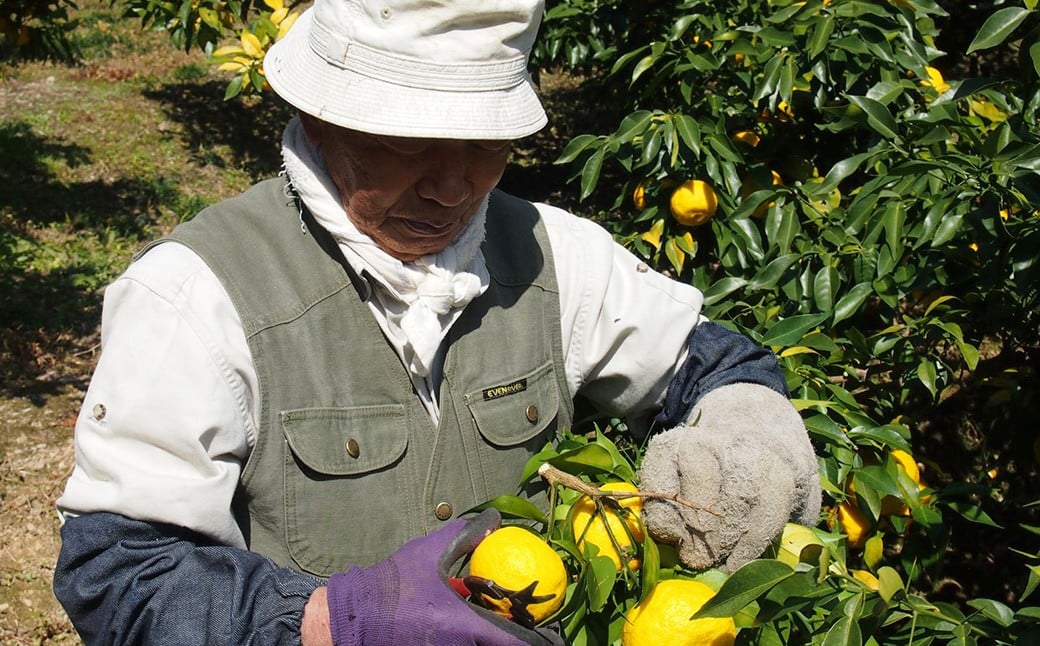 ヘアーミスト おり髪 【えひめの町（超）推し！（松前町）】（1002）