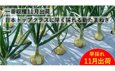 訳あり 新たまねぎ 5kg シルクオニオン 野菜 サラダ 玉ねぎ たまねぎ 新玉 スープ たまねぎ カレー サイズミックス 大小 傷 国産 たまねぎ オニオン 常温 送料無料 愛媛県 愛南町青果市場 