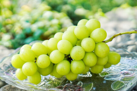 【先行受付】鈴木ぶどう園のシャインマスカット（3～4房 約1.8kg） [鈴木ぶどう園 山梨県 韮崎市 20743248] シャインマスカット ぶどう ブドウ 葡萄 フルーツ 果物 期間限定 季節限定