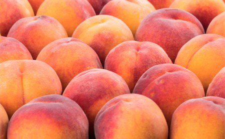 《2024年先行予約》【超高糖度13度】川中島白桃 秀品 15〜20玉 FSY-0442