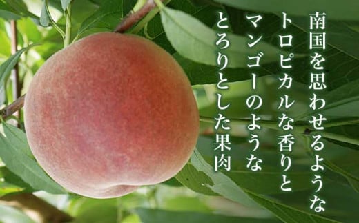 黄金桃 約3kg 7～12玉 ［小布施屋］ 桃 もも モモ フルーツ 果物 令和8年産 【2026年8月下旬～9月上旬発送】 ［A-11］