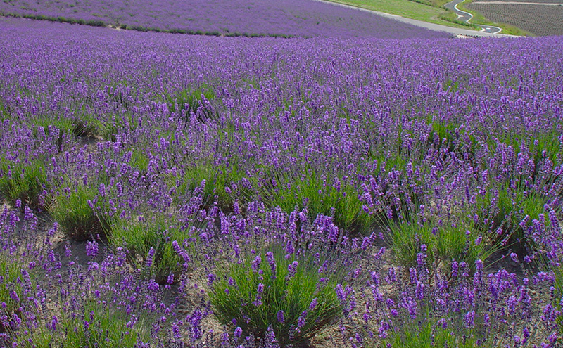 北海道上富良野町 ANAトラベラーズホテル割引クーポン6,000点分