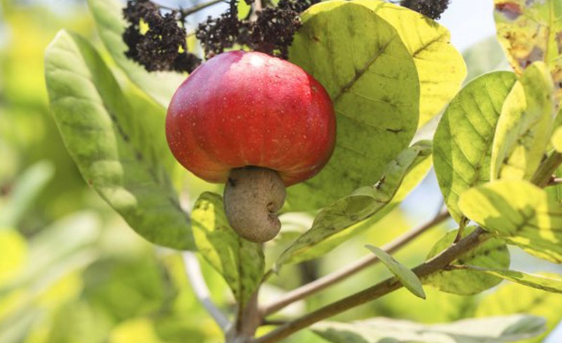 グルーヴィナッツ Groovy Nuts 完熟ペッパーナッツ 150g