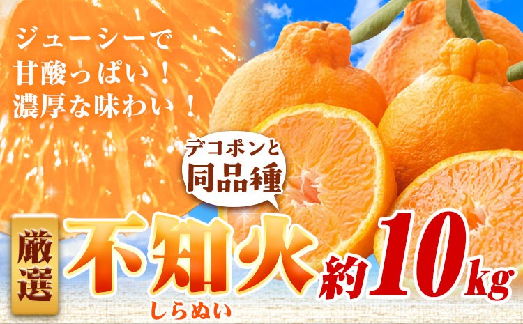 
                  厳選 不知火 約10kg+250g（傷み補償分）【 デコポン と同品種・人気の春みかん】 池田鹿蔵農園@日高町（池田農園株式会社）《2月上旬-3月末頃出荷》和歌山県 日高町 でこぽん しらぬい デコ  【配送不可地域あり】
                